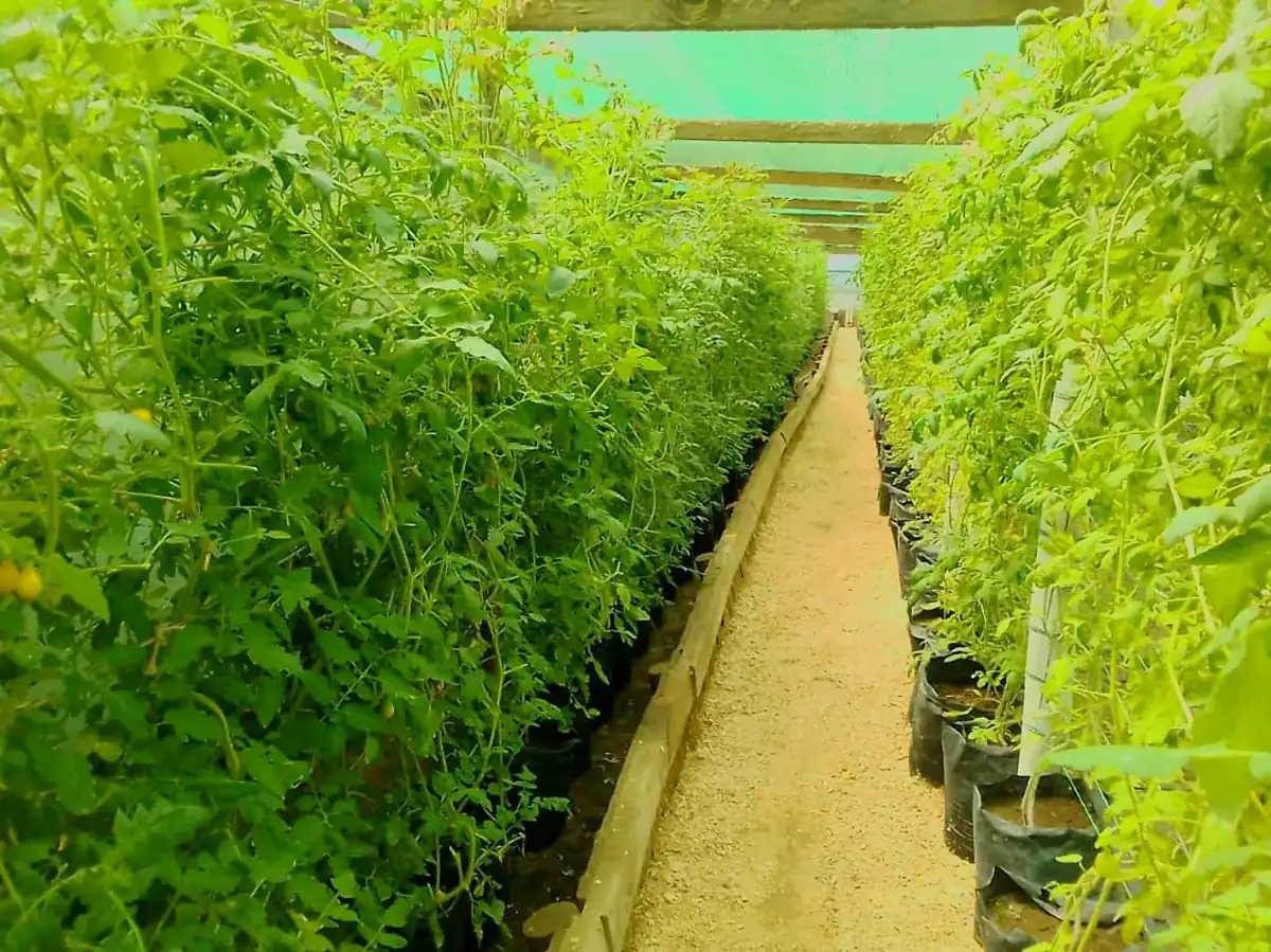Greenhouse production