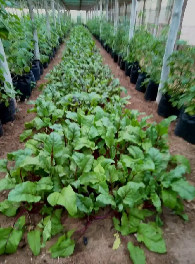 Vegetable production at Hanan Green Acres